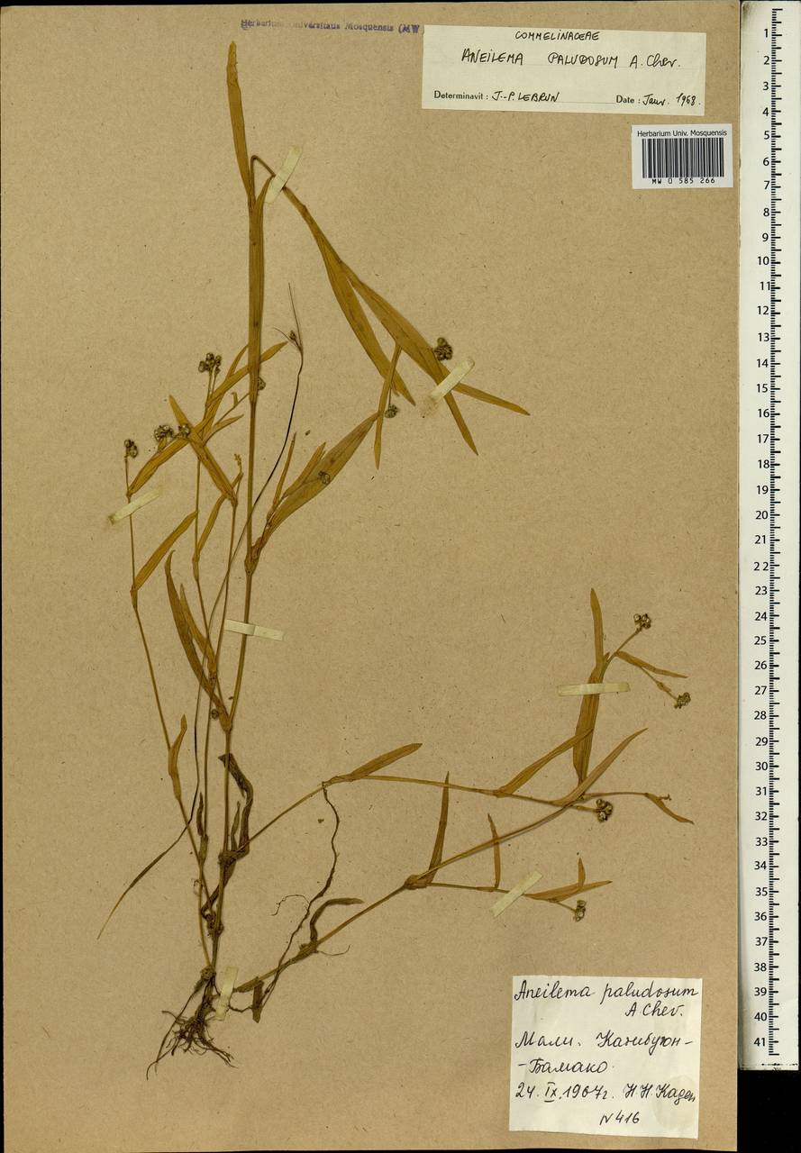 Aneilema paludosum A.Chev., Africa (AFR) (Mali)