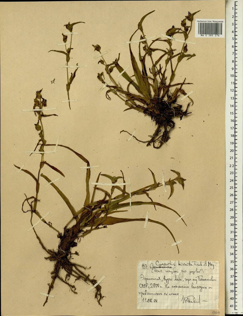 Cyanotis vaga (Lour.) Schult. & Schult.f., Africa (AFR) (Ethiopia)