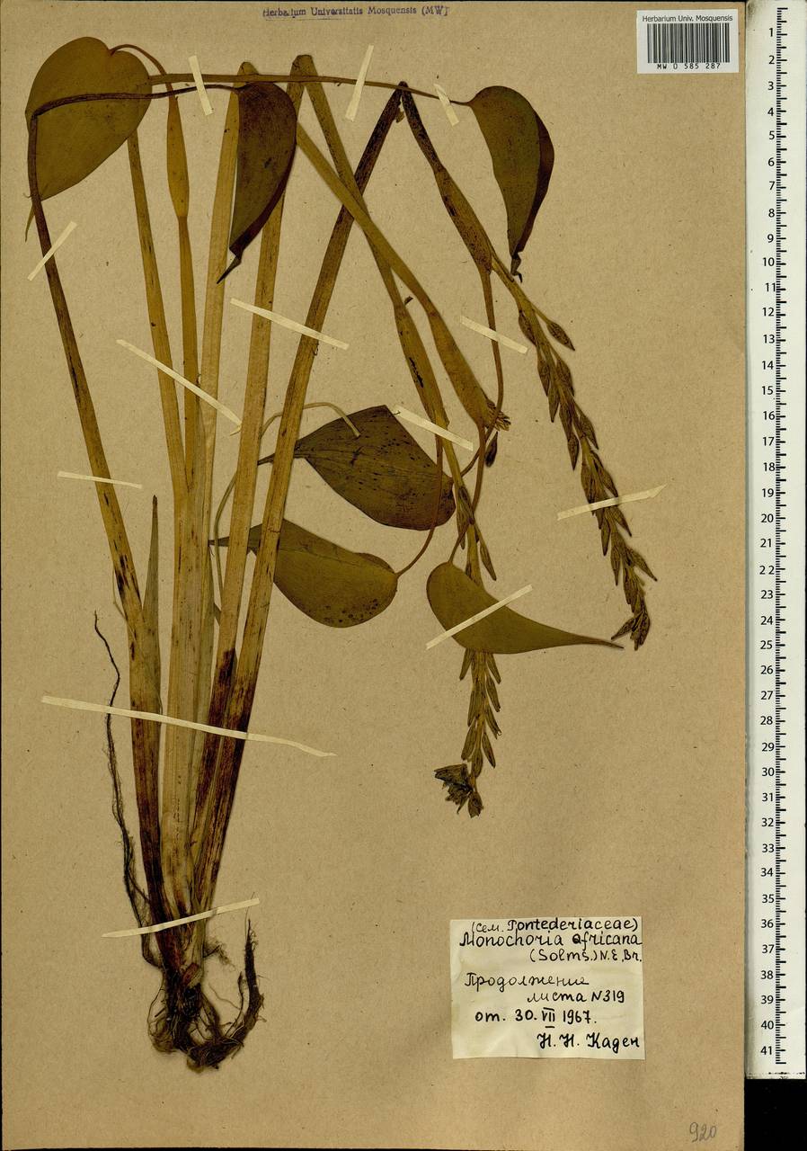 Monochoria africana (Solms) N.E.Br., Africa (AFR) (Mali)
