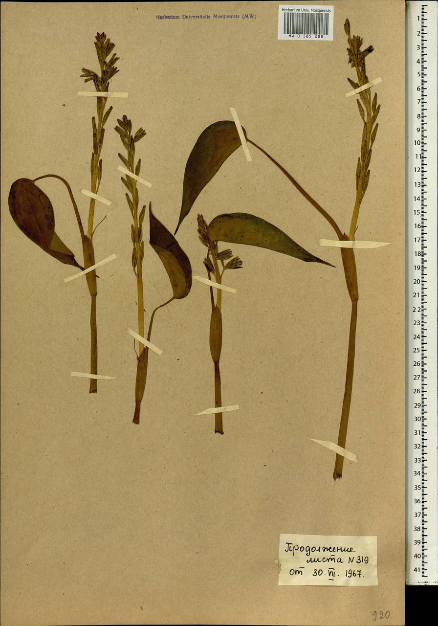 Monochoria africana (Solms) N.E.Br., Africa (AFR) (Mali)
