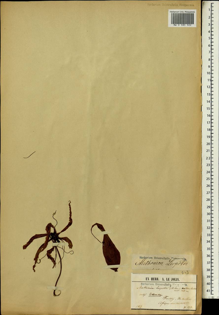 Gloriosa simplex L., Africa (AFR) (Guinea)