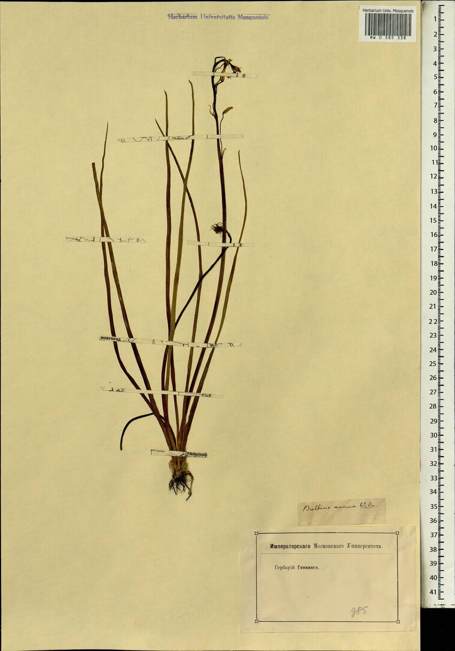 Bulbine annua (L.) Willd., Africa (AFR) (Not classified)