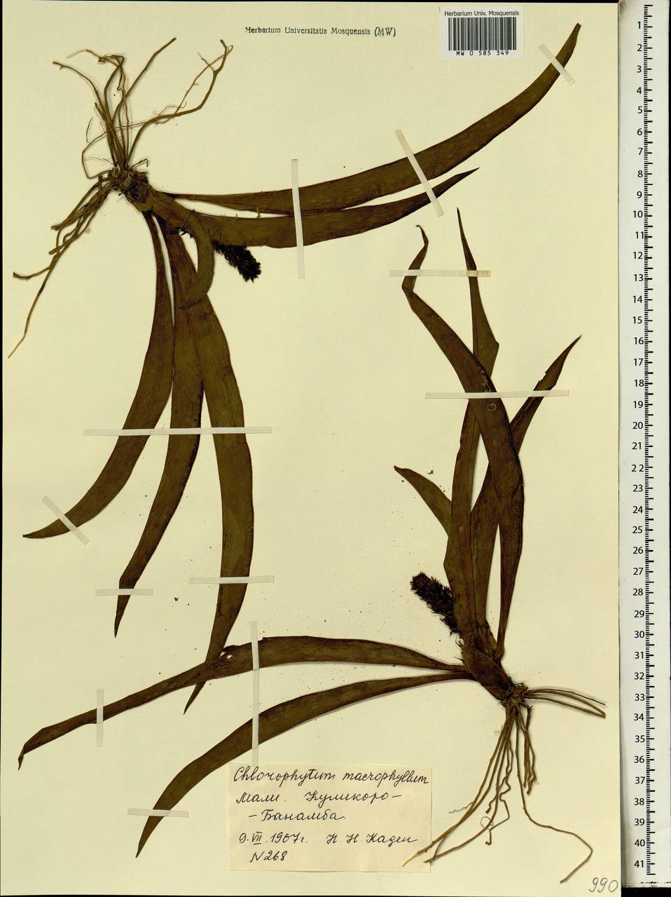 Chlorophytum macrophyllum (A.Rich.) Asch., Africa (AFR) (Mali)