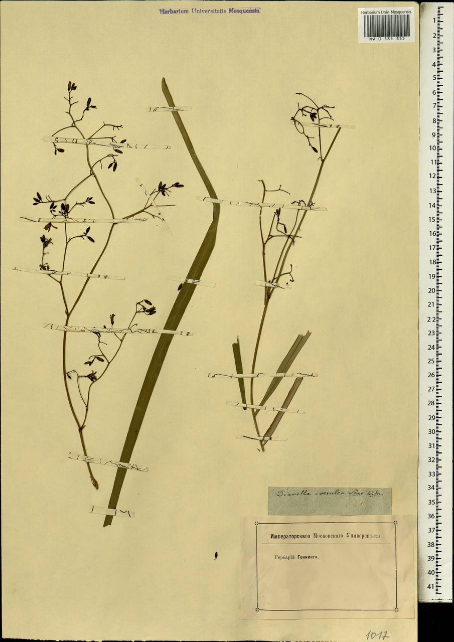 Dianella caerulea var. caerulea, Africa (AFR) (Not classified)