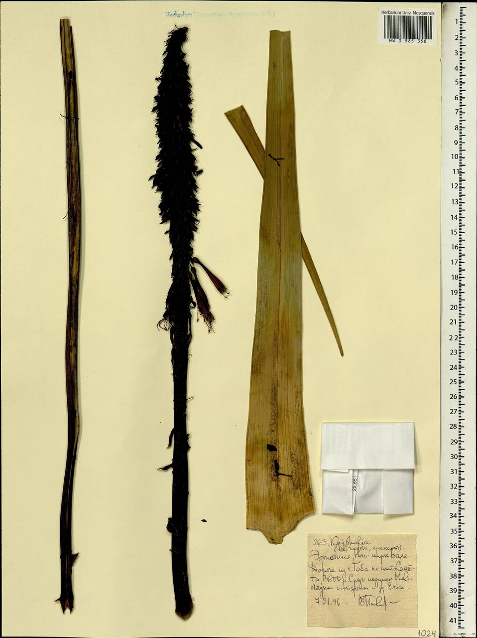 Kniphofia, Africa (AFR) (Ethiopia)