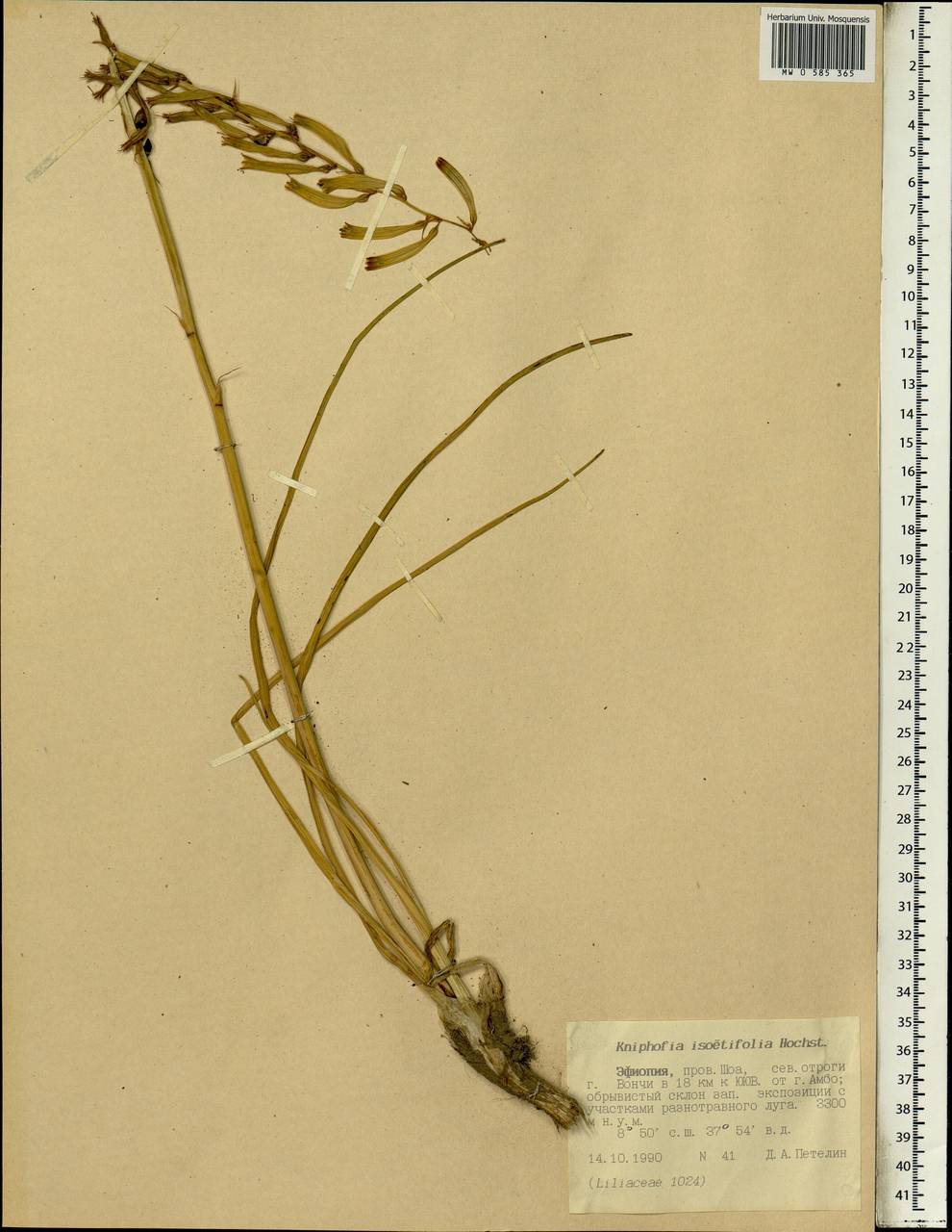 Kniphofia isoetifolia Hochst., Africa (AFR) (Ethiopia)