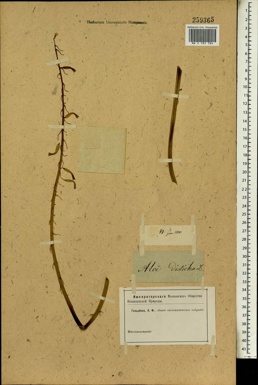 Gasteria disticha (L.) Haw., Botanic gardens and arboreta (GARD) (Russia)