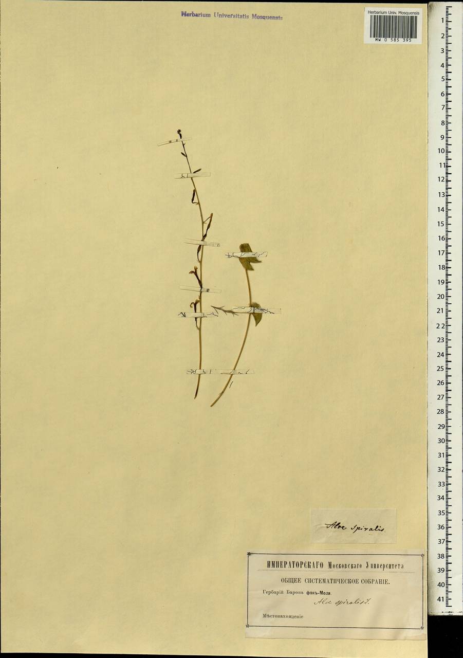 Astroloba spiralis (L.) Uitewaal, Africa (AFR) (Not classified)