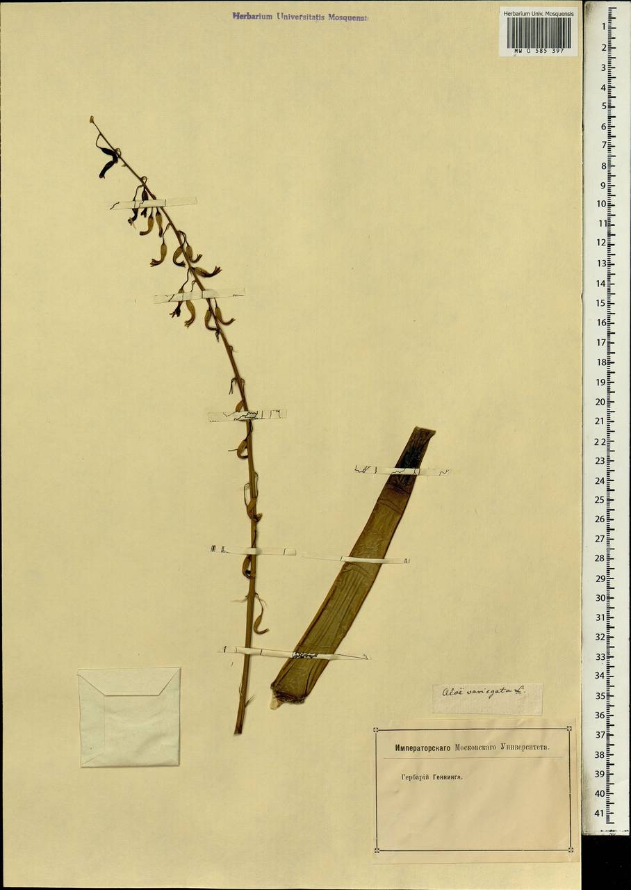 Aloe variegata L., Africa (AFR) (Not classified)