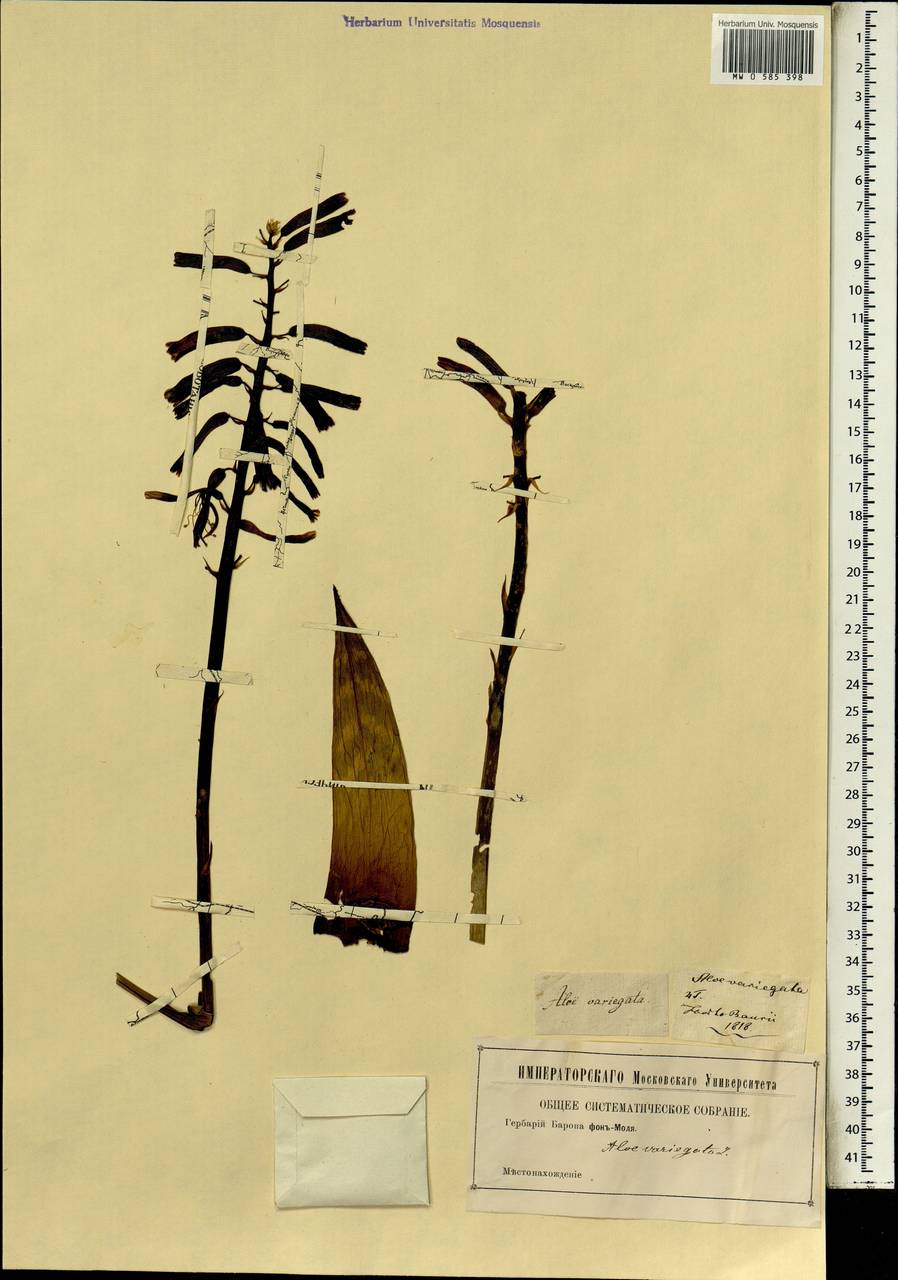 Aloe variegata L., Africa (AFR)