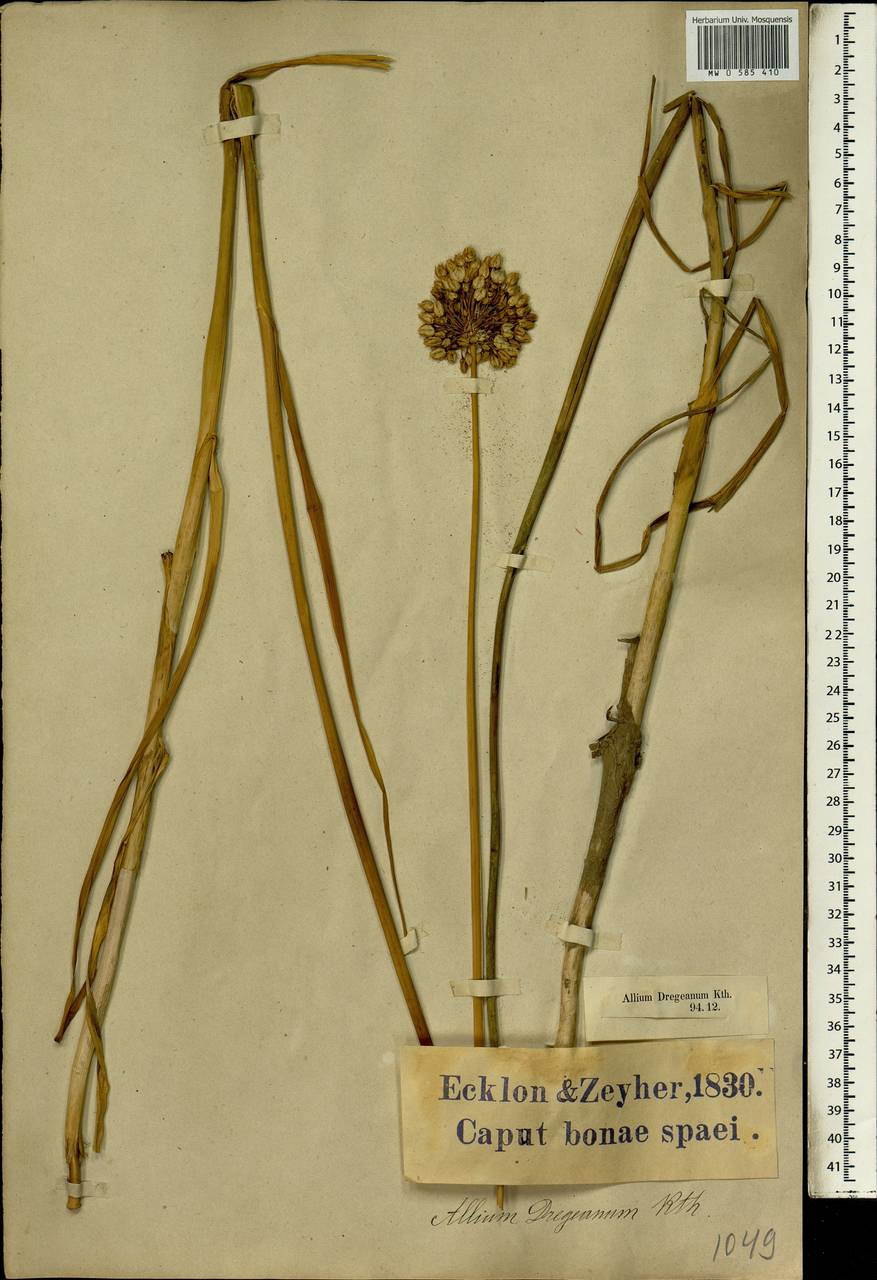 Allium synnotii G.Don, Africa (AFR) (South Africa)