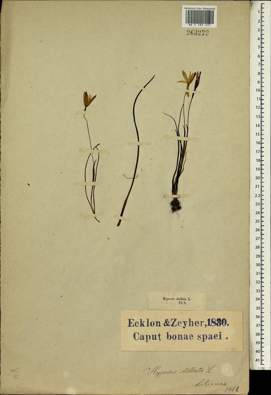 Spiloxene capensis (L.) Garside, Africa (AFR) (South Africa)