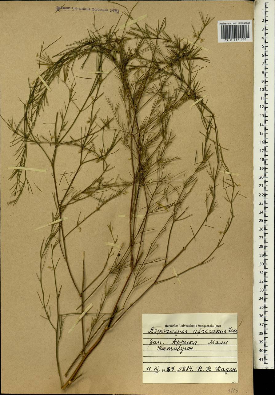 Asparagus africanus Lam., Africa (AFR) (Mali)