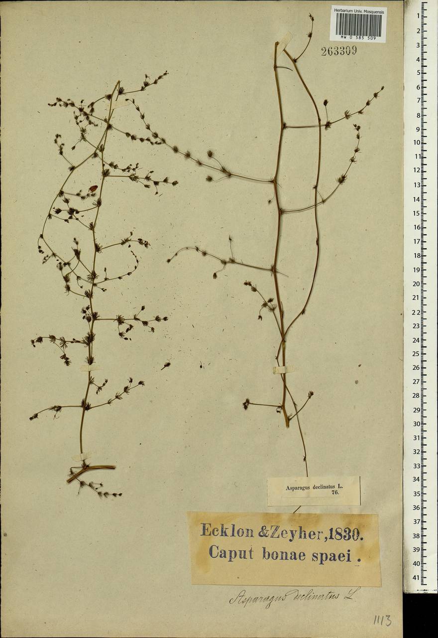 Asparagus declinatus L., Africa (AFR) (South Africa)