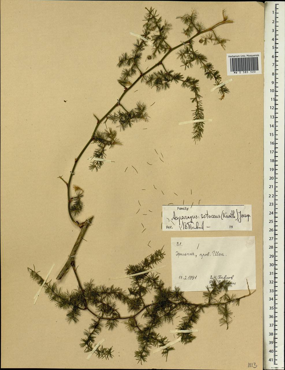 Asparagus setaceus (Kunth) Jessop, Africa (AFR) (Ethiopia)