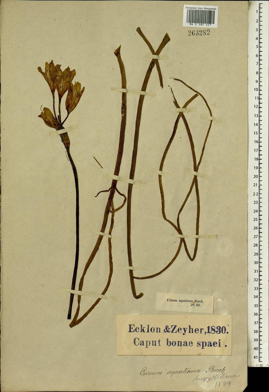 Crinum campanulatum Herb., Africa (AFR) (South Africa)