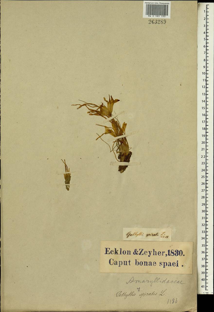 Gethyllis spiralis (Thunb.) Thunb., Africa (AFR) (South Africa)