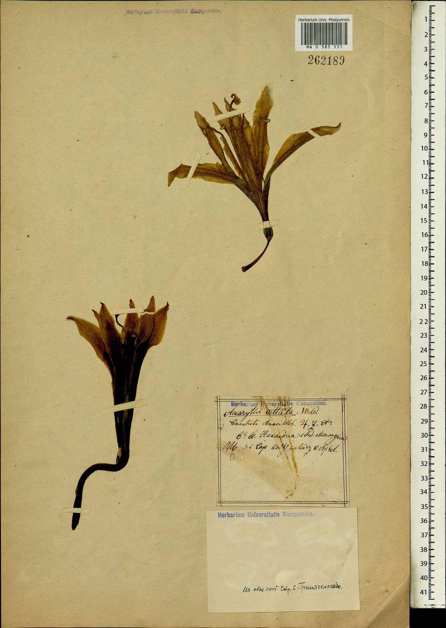 Hippeastrum vittatum (L'Hér.) Herb., Africa (AFR) (Not classified)