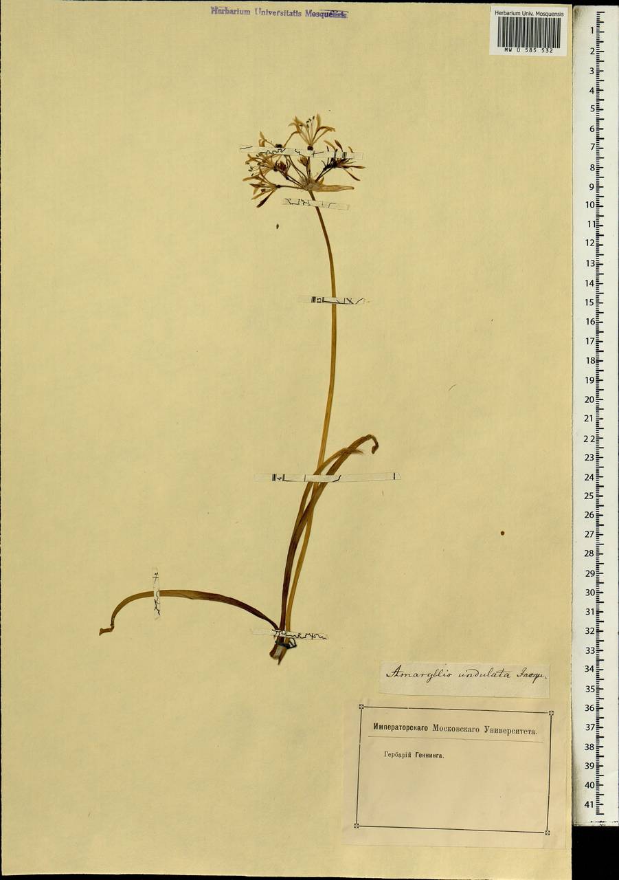 Nerine undulata (L.) Herb., Africa (AFR) (Not classified)