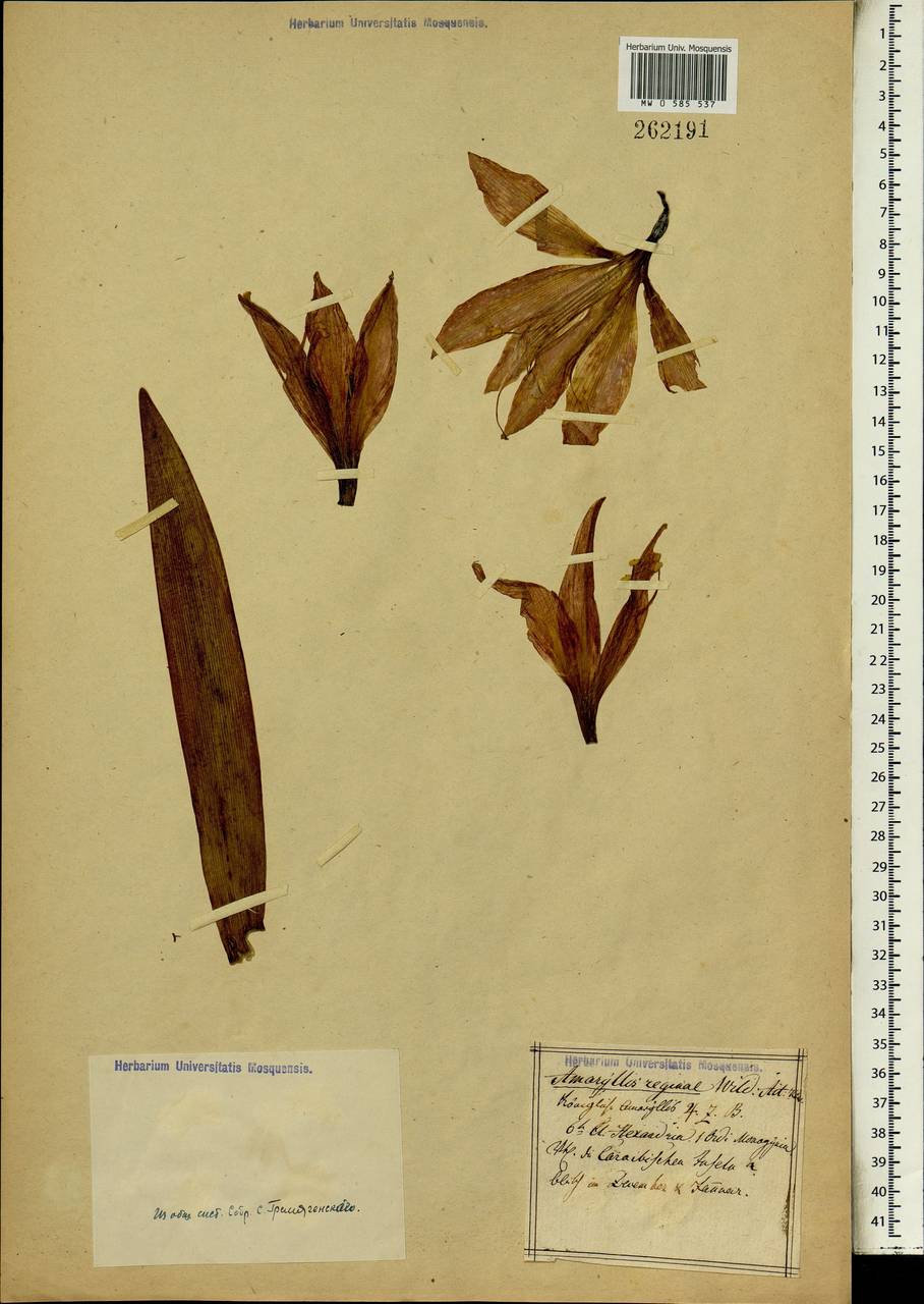Hippeastrum reginae (L.) Herb., Africa (AFR)