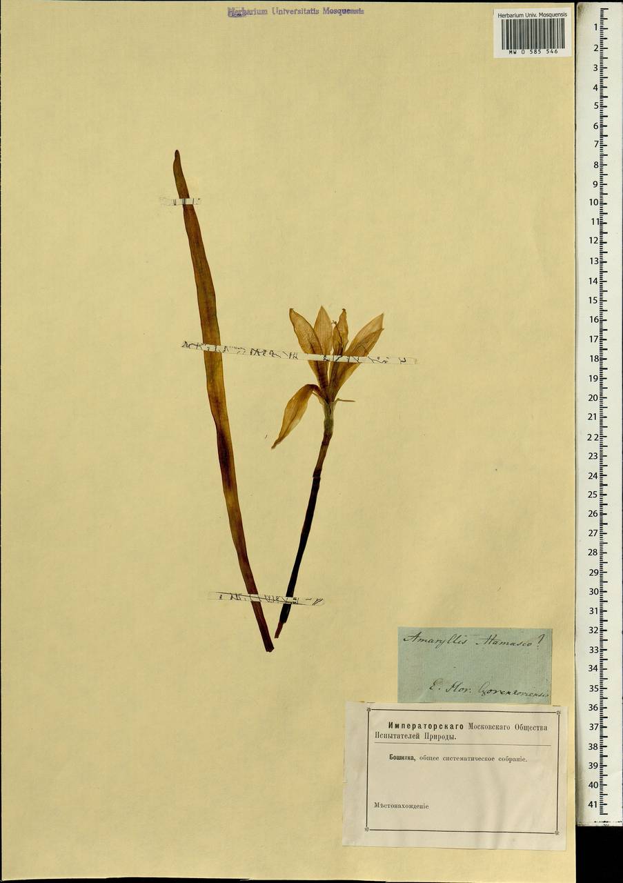 Zephyranthes atamasco (L.) Herb., Africa (AFR) (Russia)