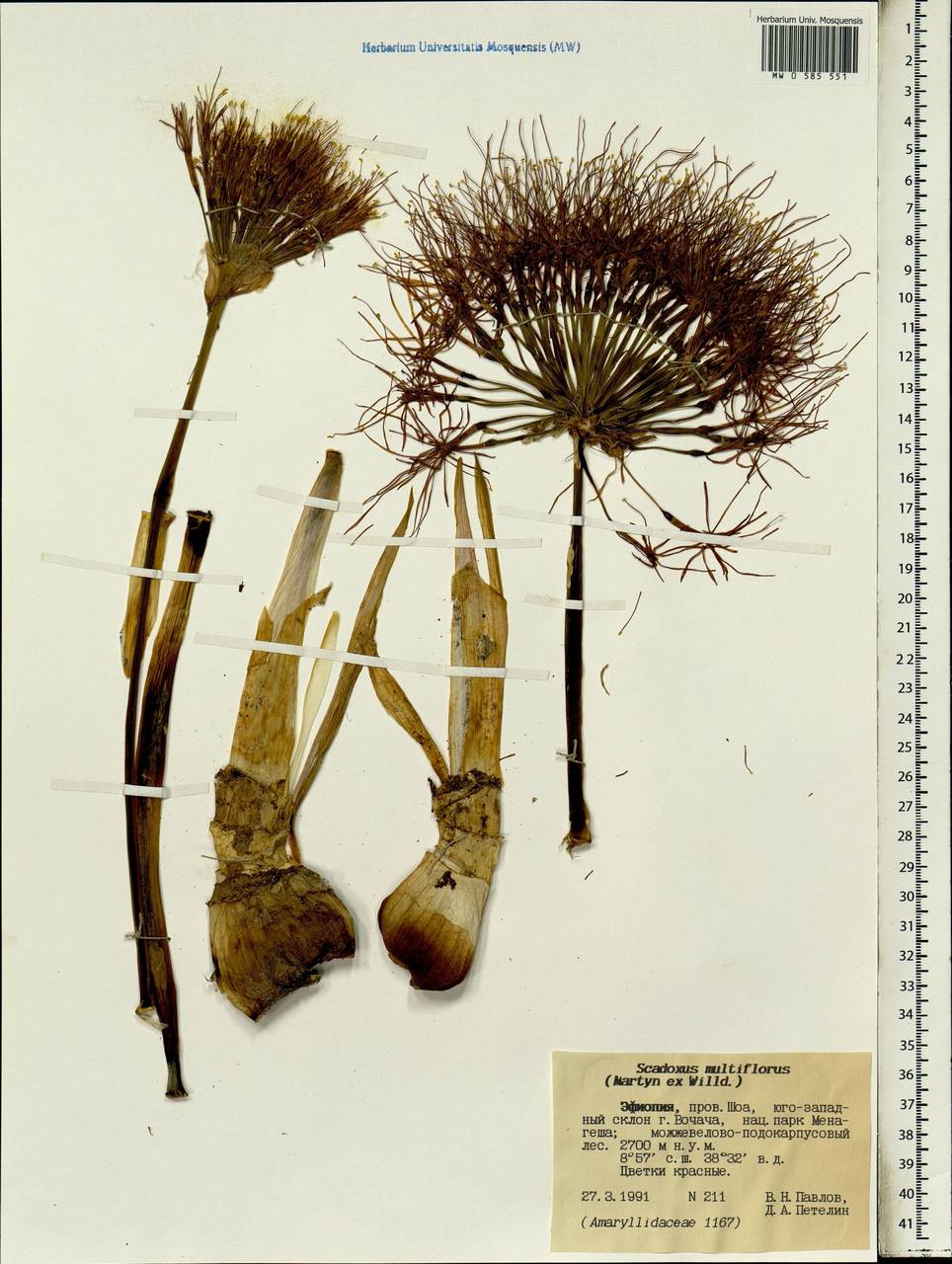 Scadoxus multiflorus (Martyn) Raf., Africa (AFR) (Ethiopia)