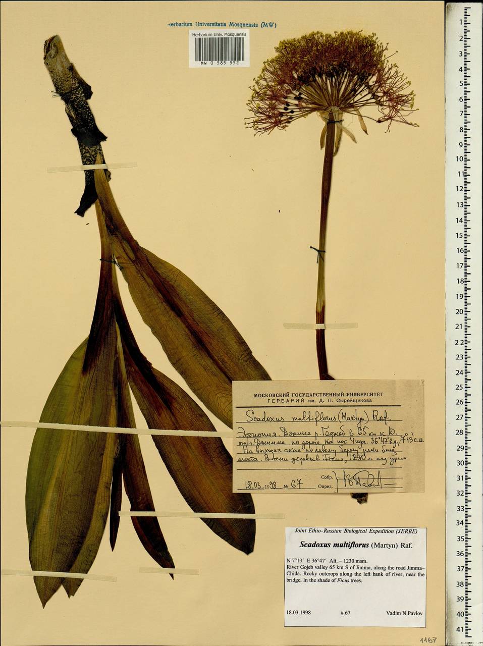 Scadoxus multiflorus (Martyn) Raf., Africa (AFR) (Ethiopia)