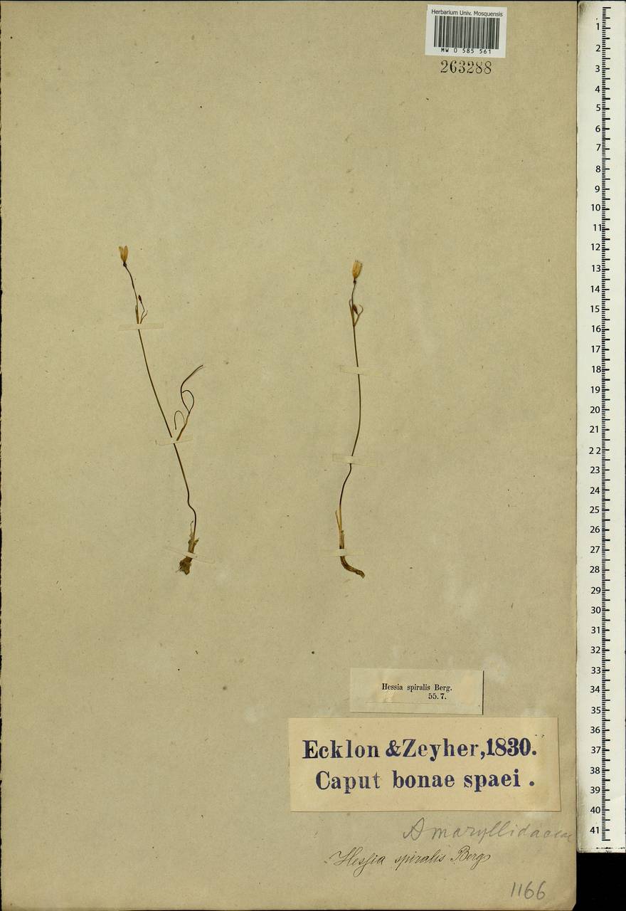 Strumaria spiralis (L'Hér.) W.T.Aiton, Africa (AFR) (South Africa)