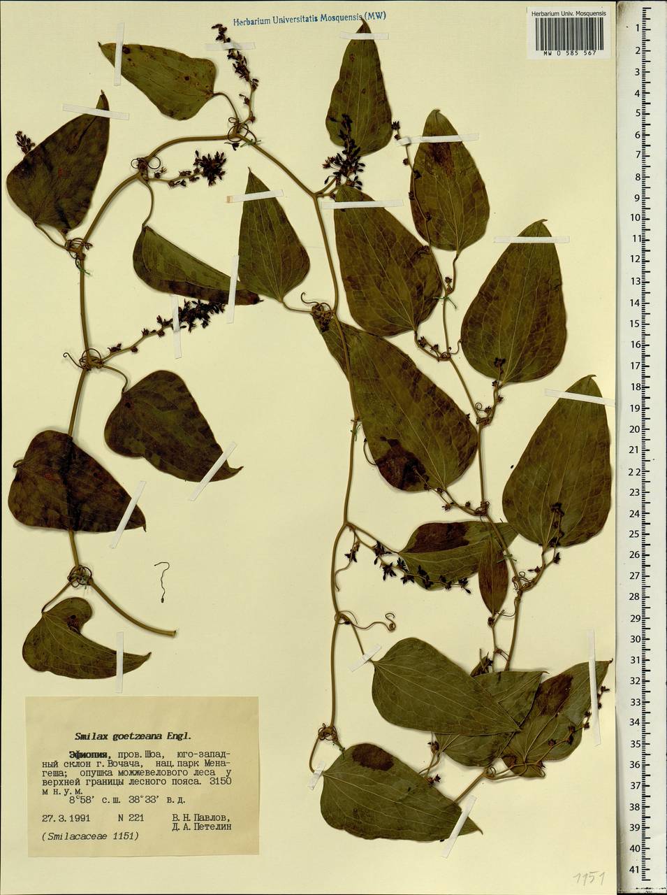 Smilax aspera L., Africa (AFR) (Ethiopia)