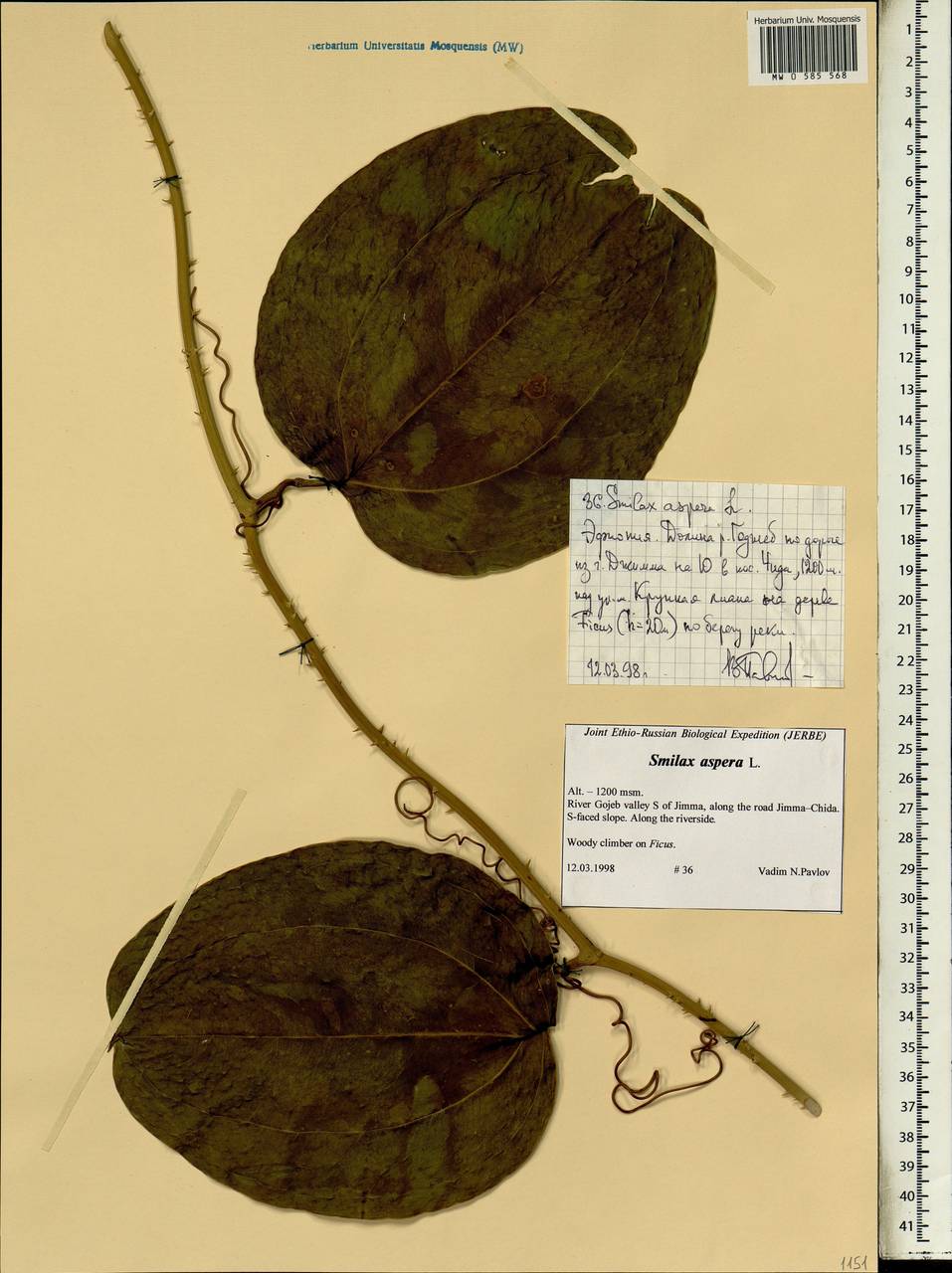 Smilax aspera L., Africa (AFR) (Ethiopia)