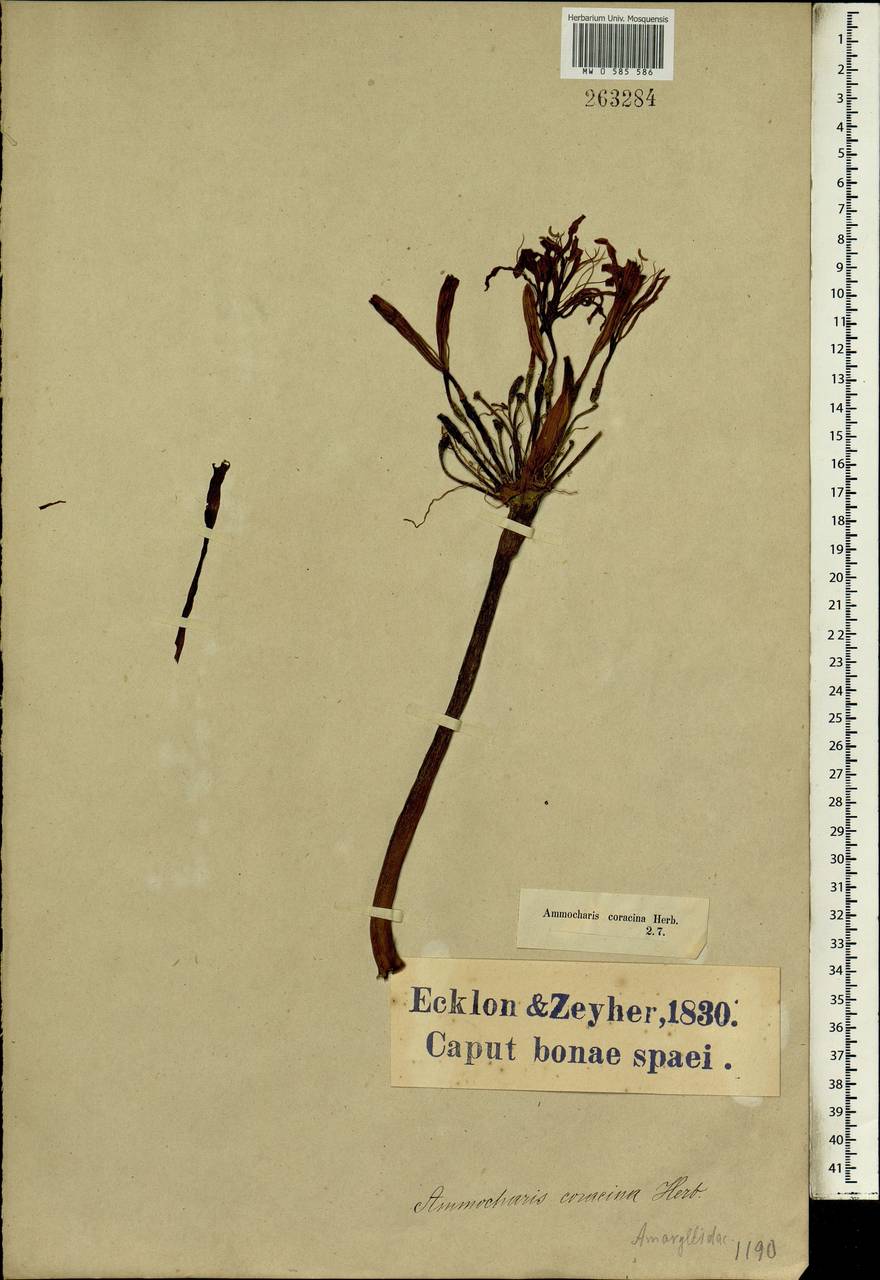 Ammocharis coranica (Ker Gawl.) Herb., Africa (AFR) (South Africa)