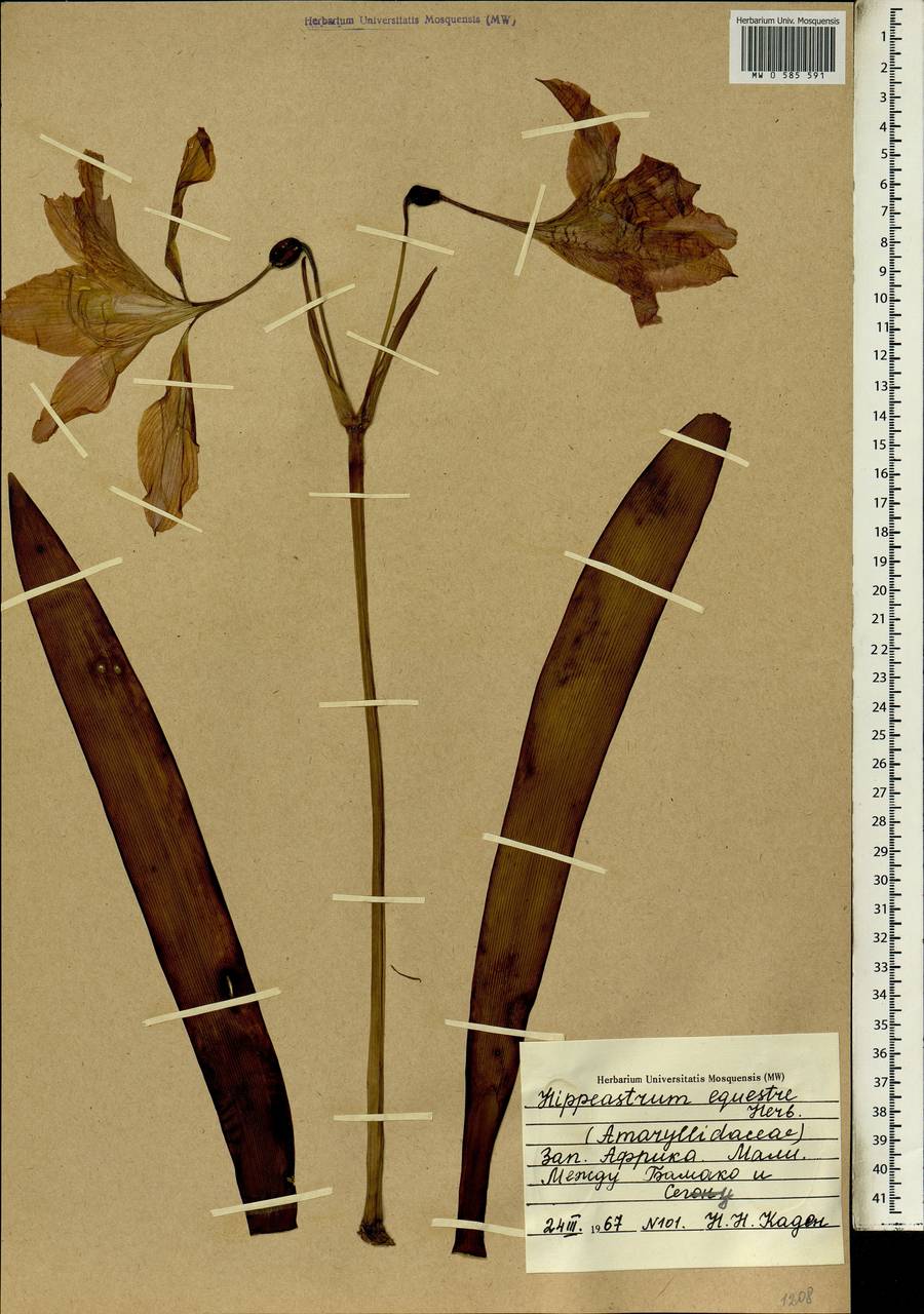 Hippeastrum puniceum (Lam.) Voss, Africa (AFR) (Mali)