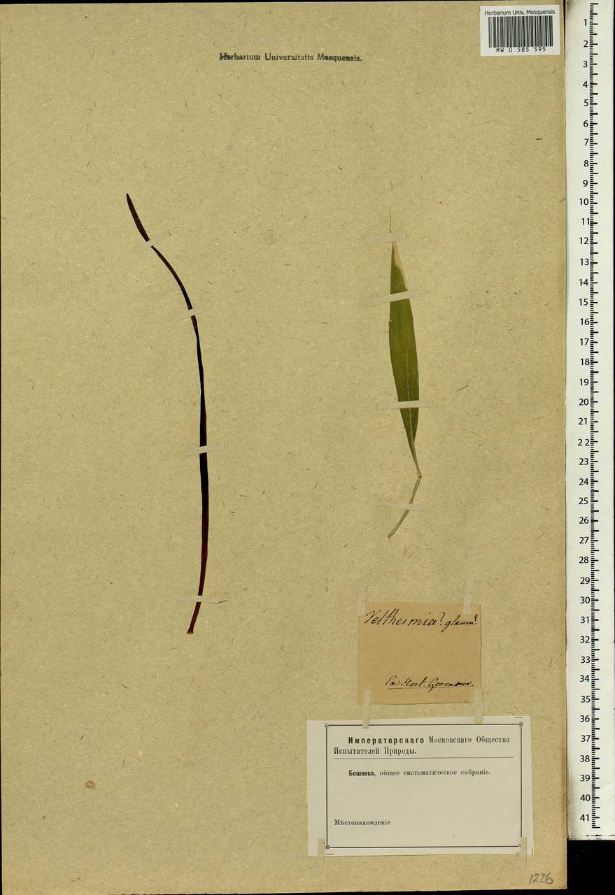 Veltheimia capensis (L.) Redouté, Africa (AFR) (Russia)