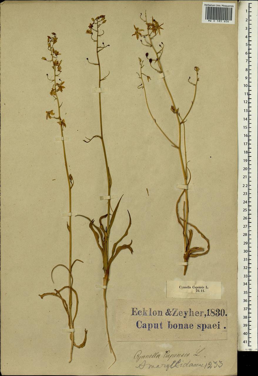 Cyanella hyacinthoides Royen ex L., Africa (AFR) (South Africa)