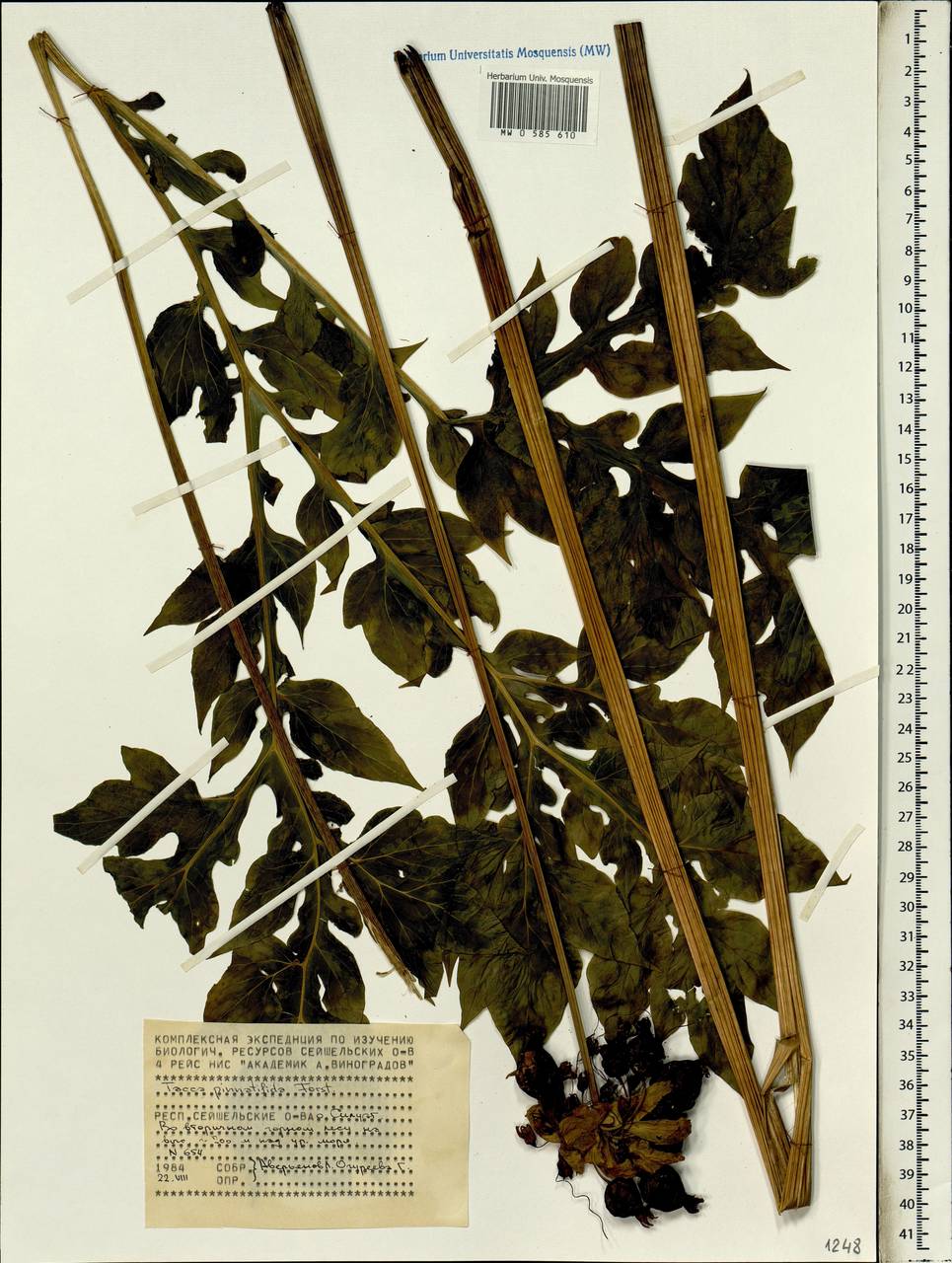 Tacca leontopetaloides (L.) Kuntze, Africa (AFR) (Seychelles)