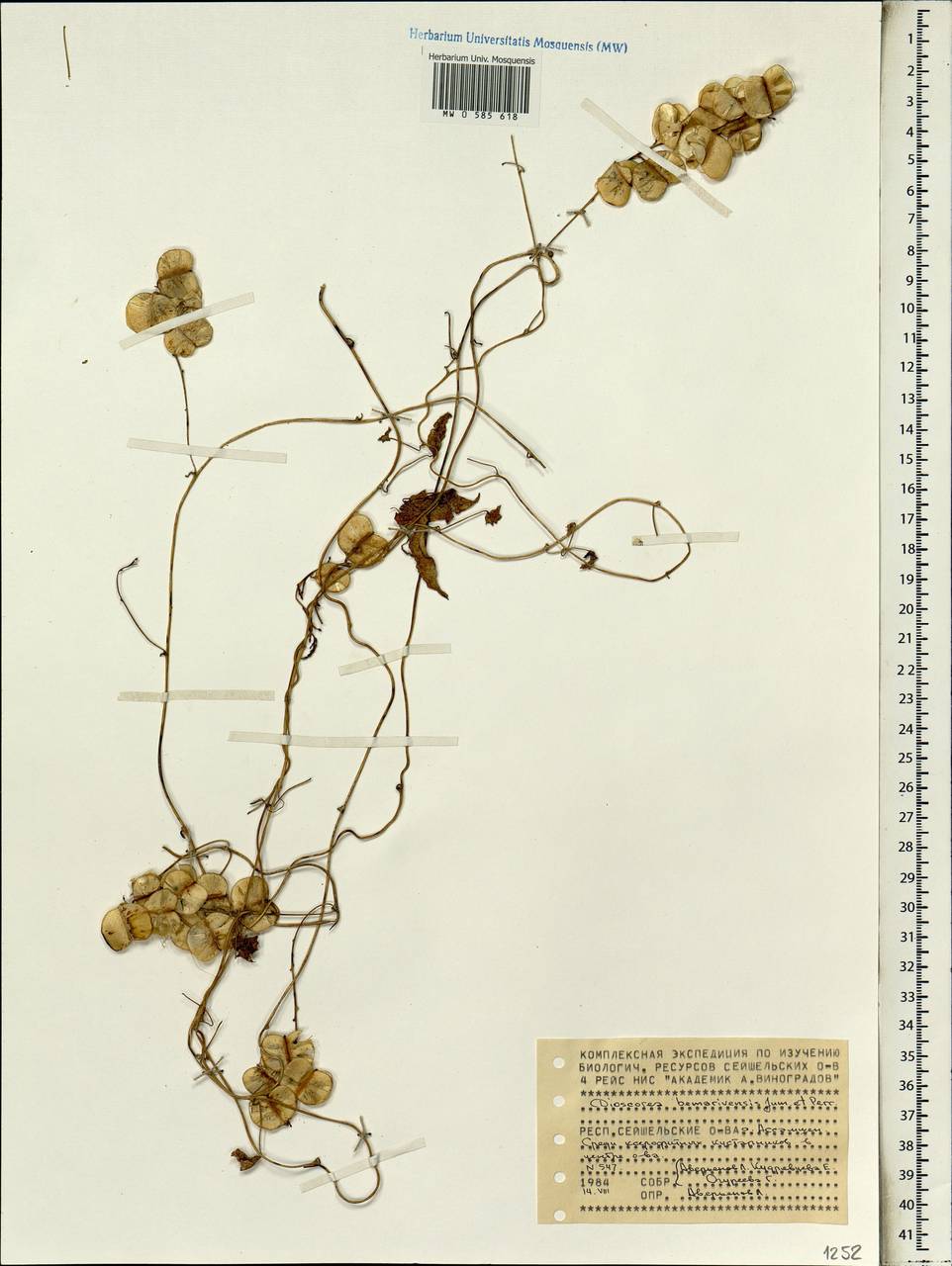 Dioscorea bemarivensis Jum. & H.Perrier, Africa (AFR) (Seychelles)