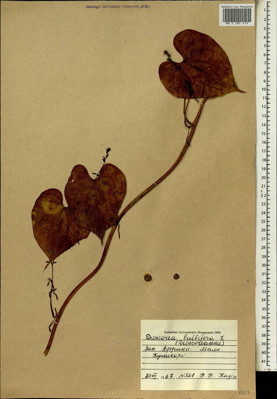 Dioscorea bulbifera L., Africa (AFR) (Mali)