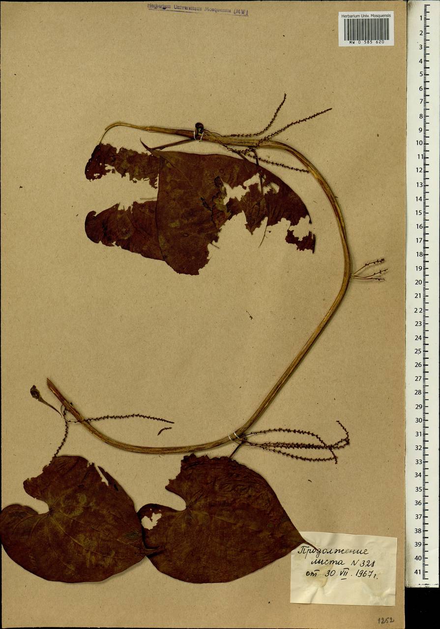 Dioscorea bulbifera L., Africa (AFR) (Mali)