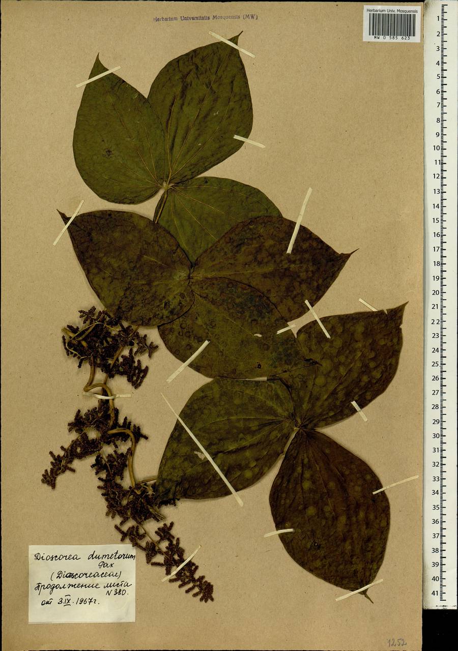 Dioscorea dumetorum (Kunth) Pax, Africa (AFR) (Mali)