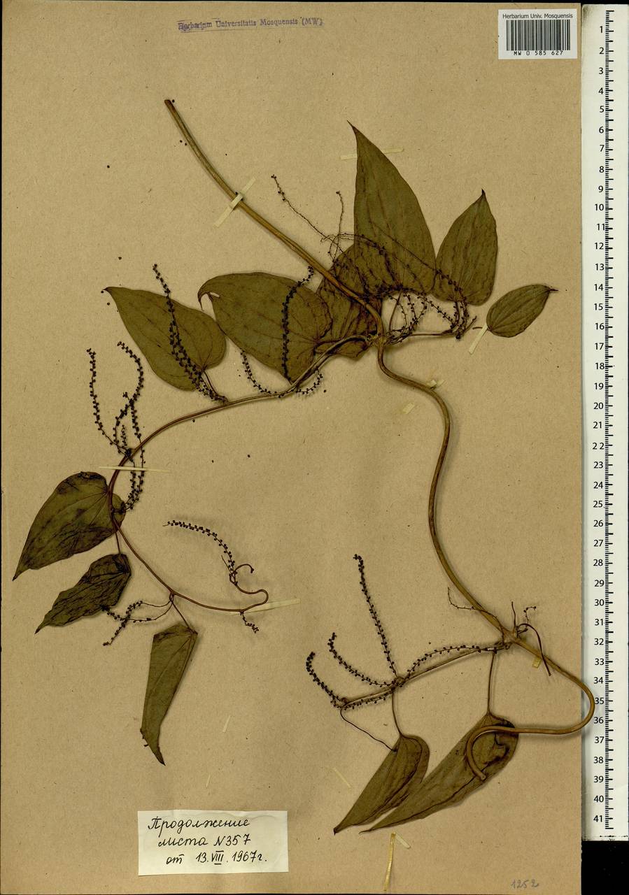 Dioscorea praehensilis Benth., Africa (AFR) (Mali)
