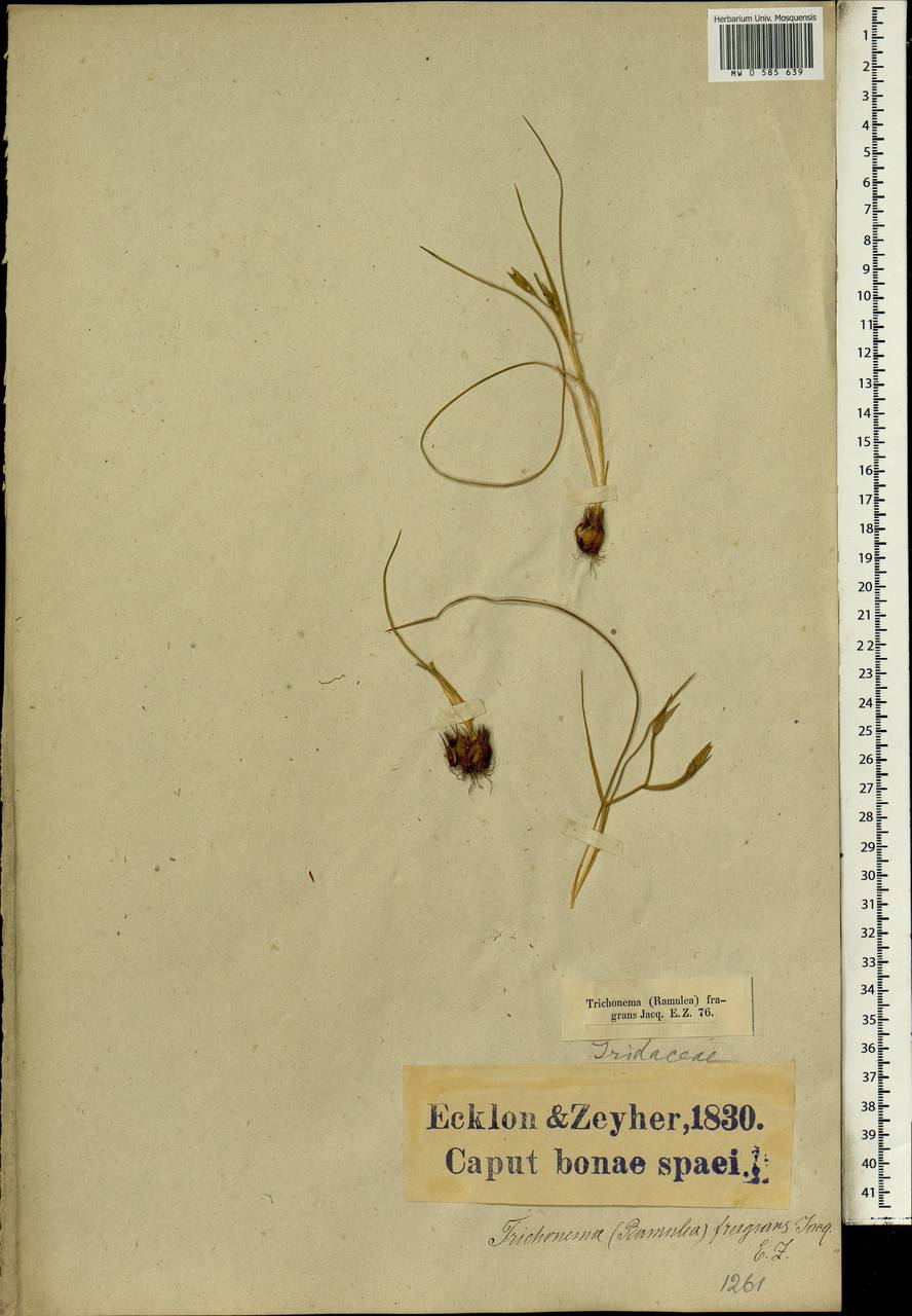 Romulea flava (Lam.) M.P.de Vos, Africa (AFR) (South Africa)