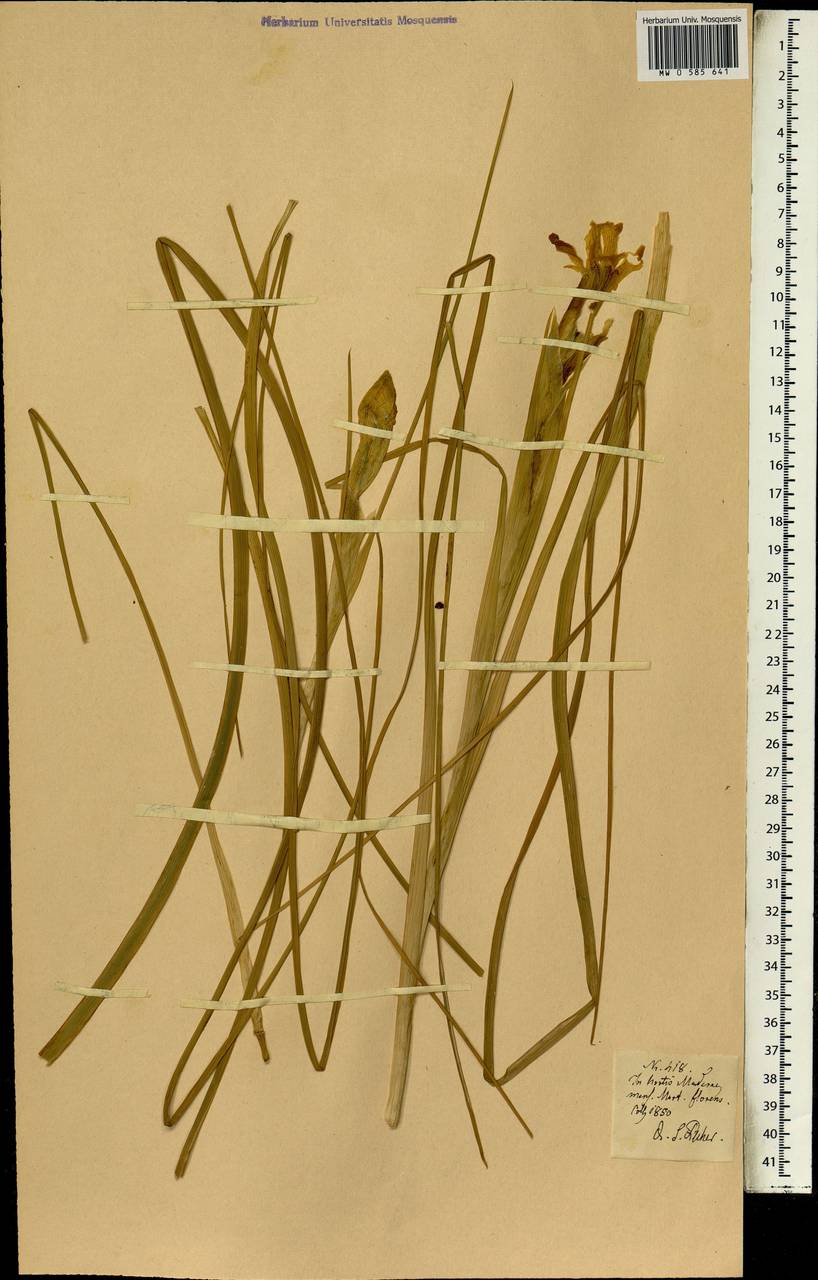 Iris, Africa (AFR) (Portugal)