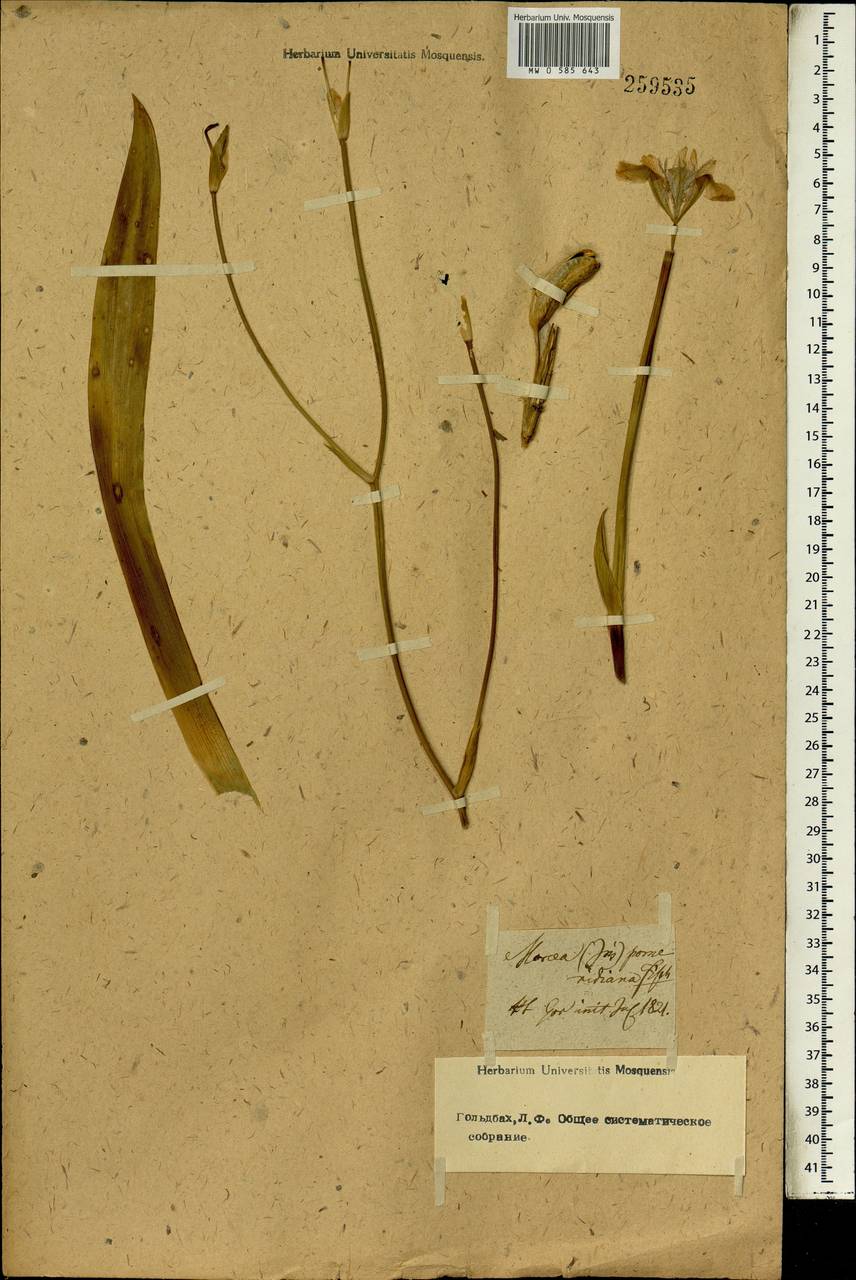 Moraea, Botanic gardens and arboreta (GARD) (Russia)