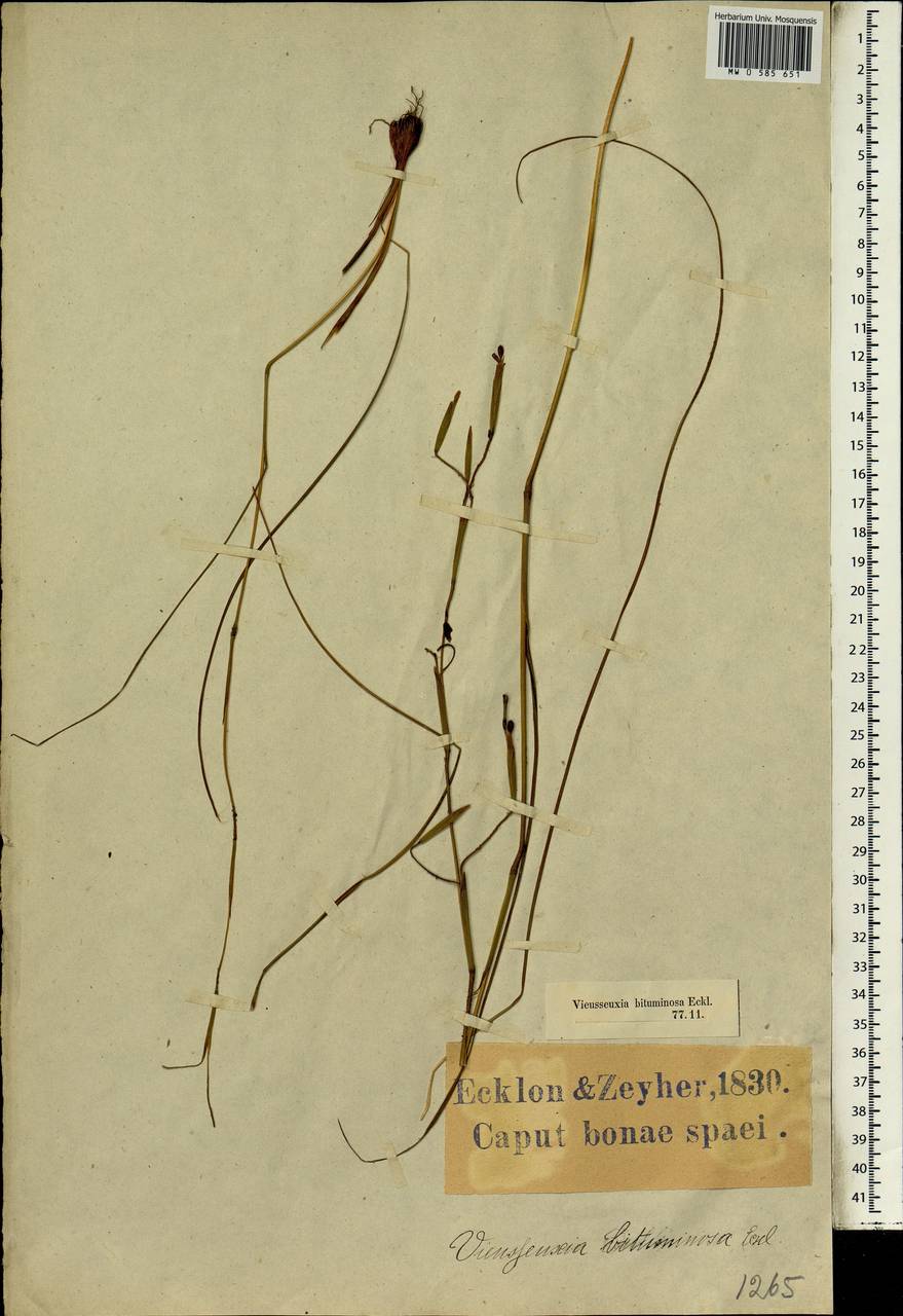 Moraea bituminosa (L.f.) Ker Gawl., Africa (AFR) (South Africa)