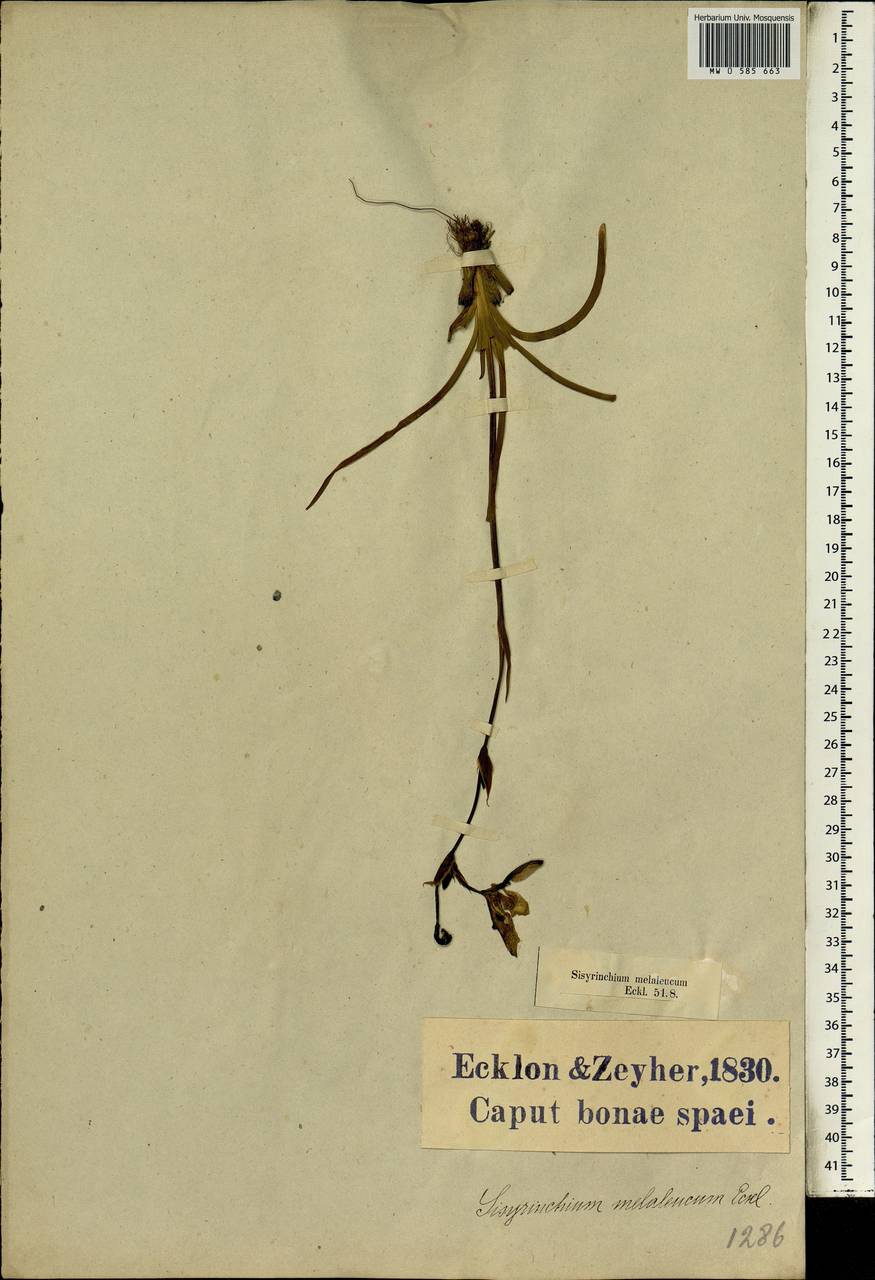 Aristea lugens (L.f.) Weim., Africa (AFR) (South Africa)