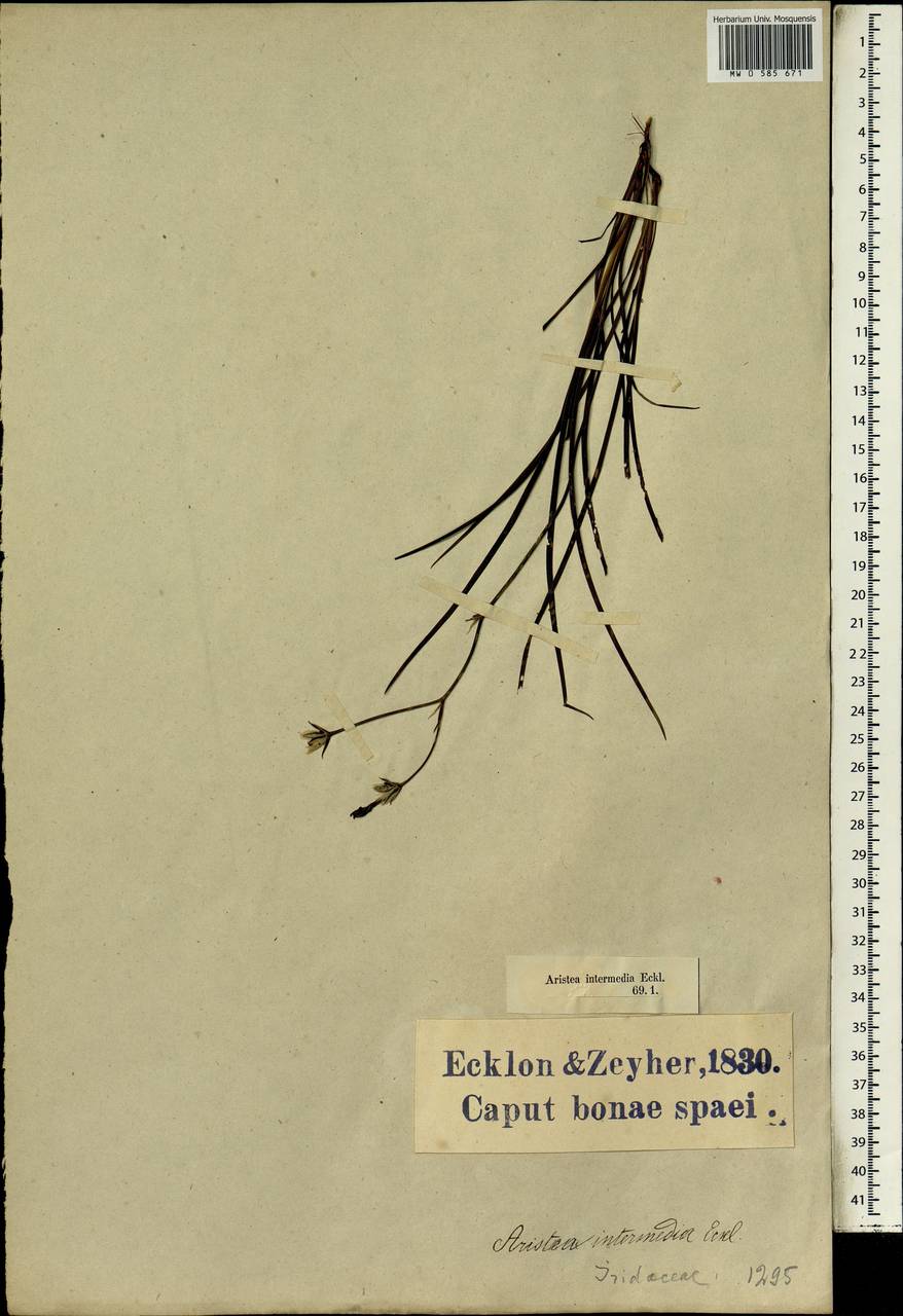 Aristea dichotoma (Thunb.) Ker Gawl., Africa (AFR) (South Africa)