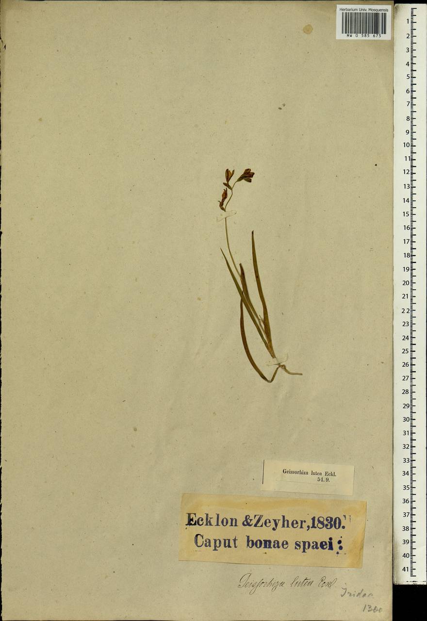 Hesperantha falcata (L.f.) Ker Gawl., Africa (AFR) (South Africa)