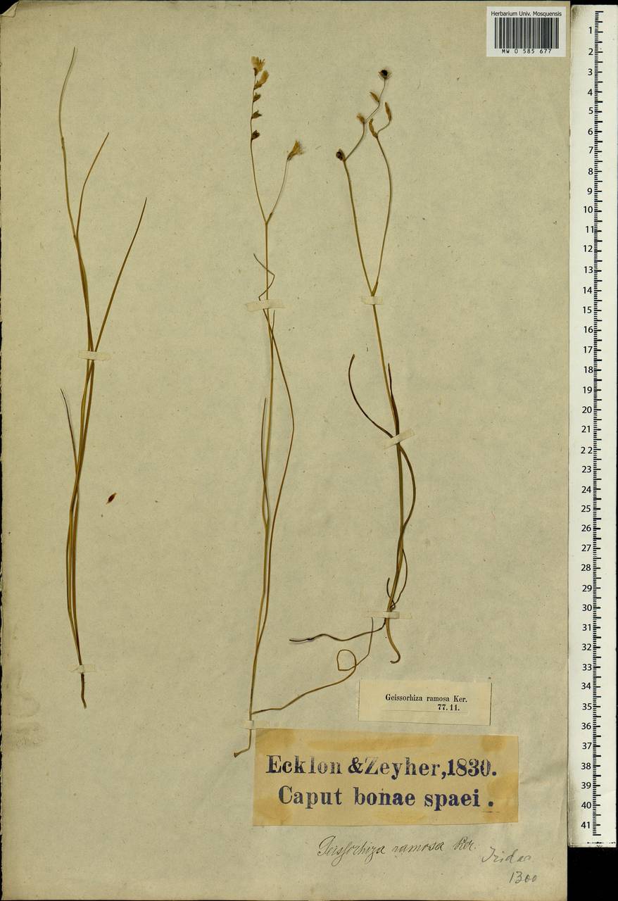 Geissorhiza ramosa Ker Gawl. ex Klatt, Africa (AFR) (South Africa)