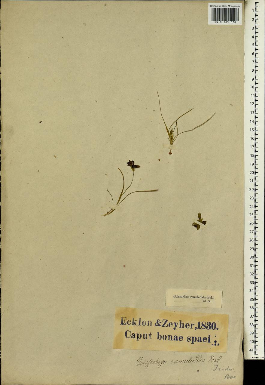 Geissorhiza ornithogaloides Klatt, Africa (AFR) (South Africa)