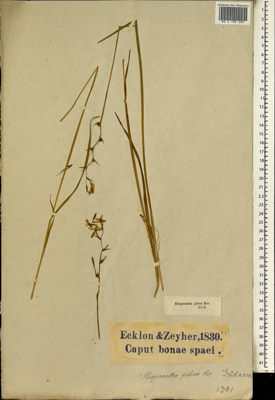 Hesperantha pilosa (L.f.) Ker Gawl., Africa (AFR) (South Africa)